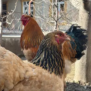 Яйца желтой Брамы, Худжанд
