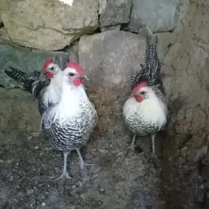 Хуруз брекол чужа, Худжанд