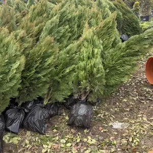 Туя, Душанбе