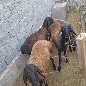 Барра, Душанбе