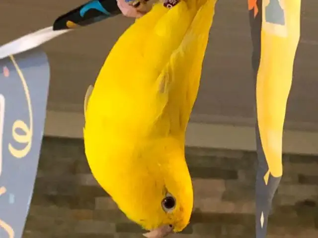 Попугай, Душанбе