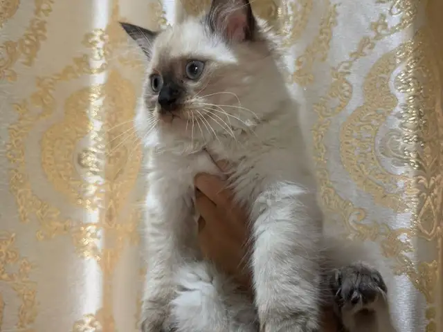 Сибирские котята, Душанбе