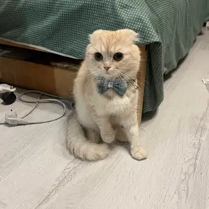 Шотландский вислоухий кот, Душанбе