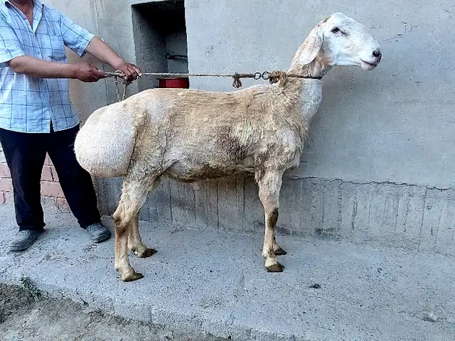 Гусфанд, Худжанд
