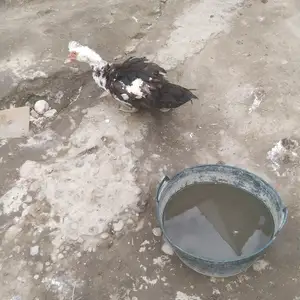 Мург, Канибадам
