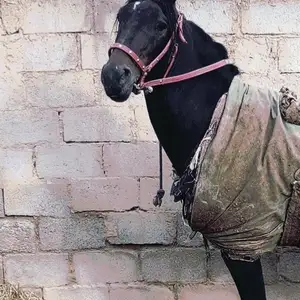Аспи Бузи, Яван