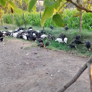 Индюки, Хуҷанд