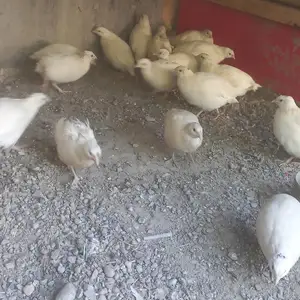 Бедона, Хуҷанд
