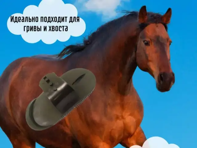 Щетка для лошадей, Душанбе