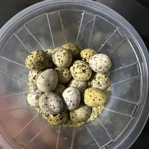 Тухми бедонаи италия, Хуҷанд