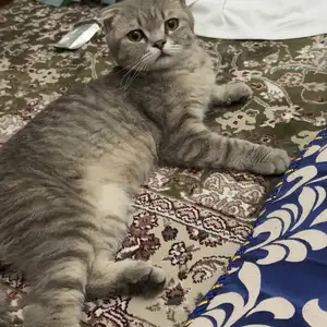 Шотландский кот, Душанбе