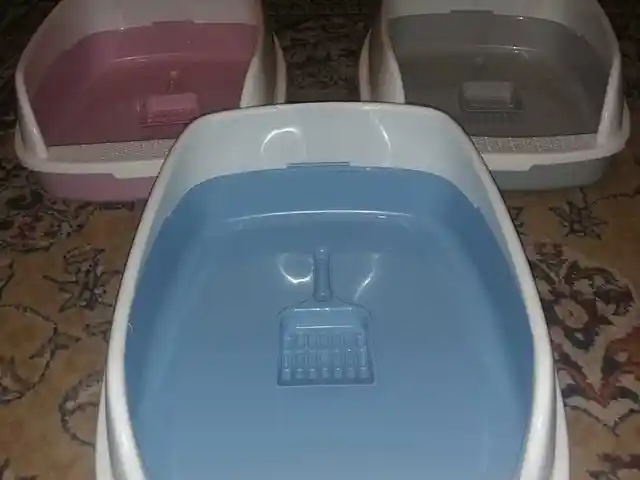 Лоток для кошек, Душанбе
