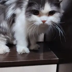Шотландский кот, Душанбе