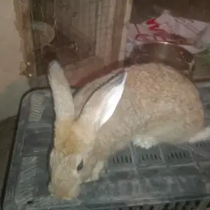 Харгуш, Душанбе