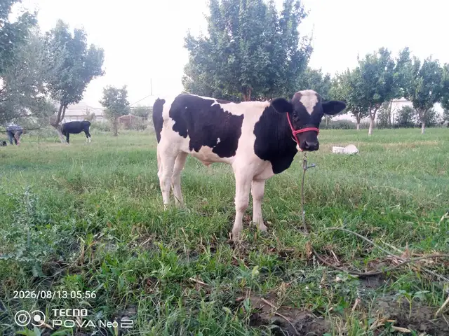 Букачаи зоти, Канибадам