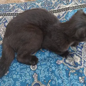 Кот, Душанбе