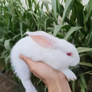 Хикол, Душанбе