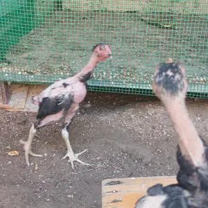 Чучахои дакан, Хуҷанд