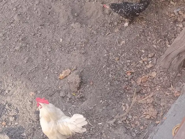 Мурги Японча, Турсунзода