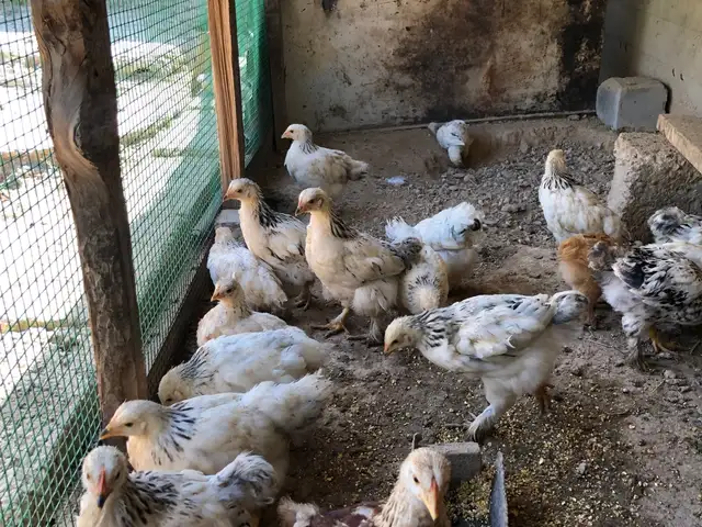 Чучахой брама, Душанбе