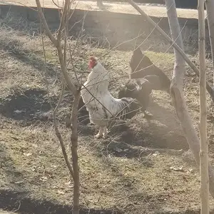Хурӯси брама, Душанбе