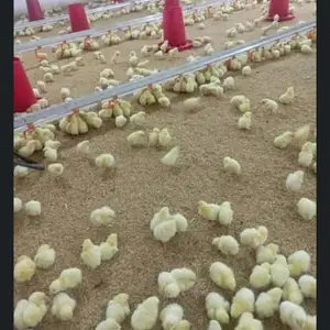 Чучаи бройлер, Душанбе