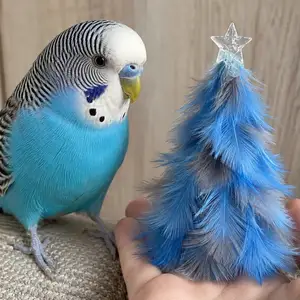 Попугай, Душанбе