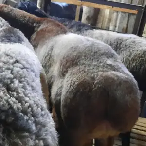 Гусфанд, Худжанд