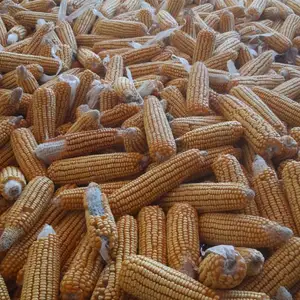 Чуворимакка, Худжанд