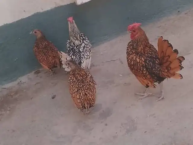 Мурғи японча, Душанбе