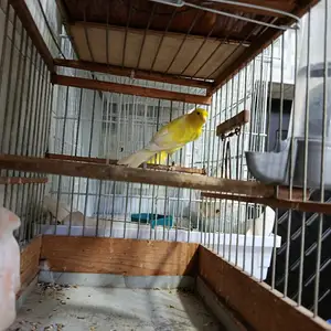 Канарейка, Турсунзаде