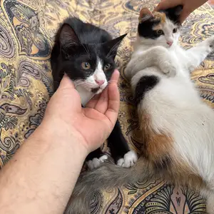 Котята, Худжанд