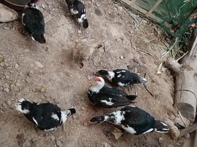 Индоутка, Душанбе