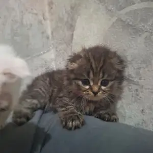Кошка, Худжанд