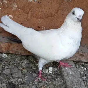 Кафтар, Бохтар (Курган-Тюбе)