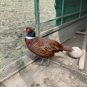 Румынский Фазан, Худжанд