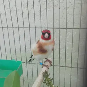 Щегол, Худжанд