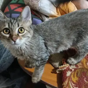 Котёнок 3 месяца, Душанбе