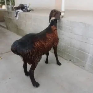 Гусфанд, Душанбе