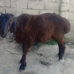 Гуспанди нар, Душанбе