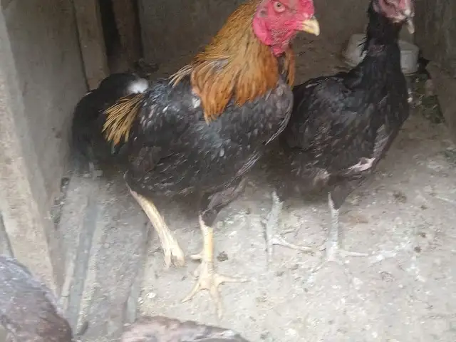 Хуруз даканг, Хуҷанд
