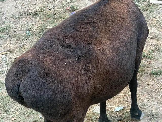 Гуспанд, Душанбе