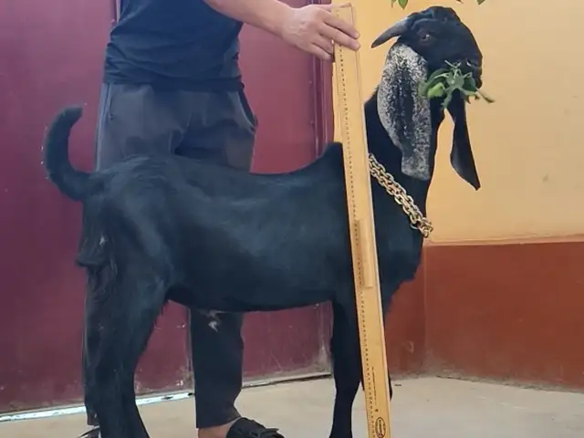 Козлик, Худжанд