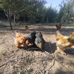 Тухми Брама барои инкубация, Панҷакент