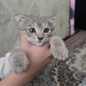 Шотландские вислоухие кошки, Душанбе