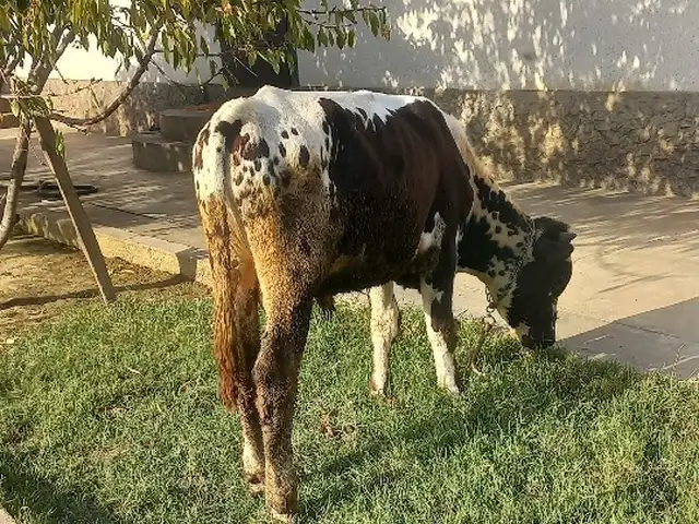 Букача, Ҳисор