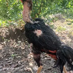 Хурузи дакан, Худжанд