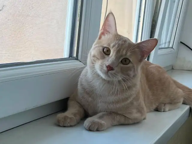 Кот, Хуҷанд