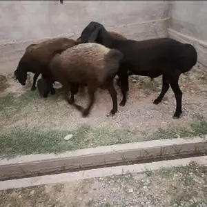 Қушкорои ҳисори, Куляб
