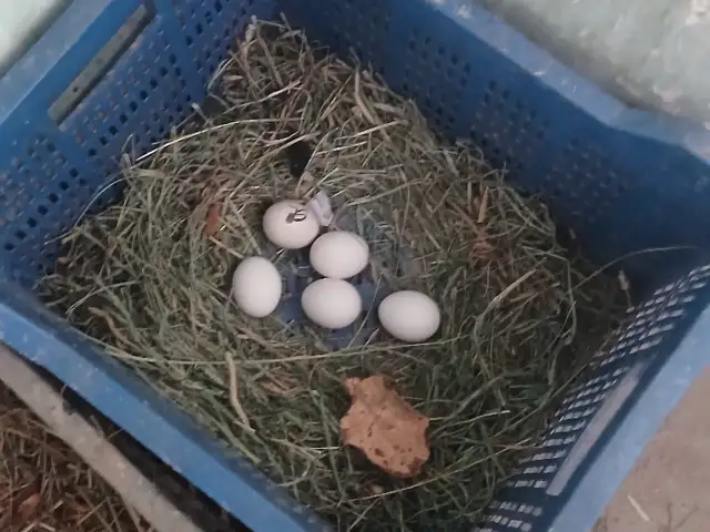 Тухми чайник, Вахдат